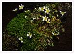 Saxifraga hypnoides * Mossy Saxifrage - Skaftafjell, Iceland - Aug 1996 * 5489 x 3893 * (5.9MB)